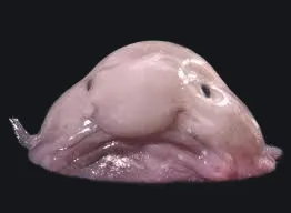 Blobfisch Crosshair