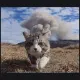 cat custom crosshair