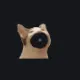 Cat orange custom crosshair