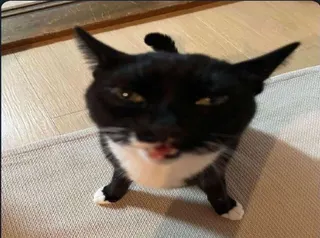 cat custom crosshair