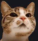 Cat Sanity orange animated custom crosshair