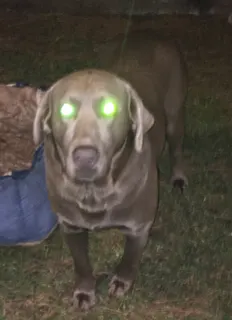 DOG custom crosshair