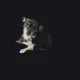 dumb dog white custom crosshair