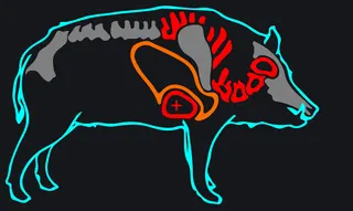 Feral Hog [M|F] Дикий кабан custom crosshair