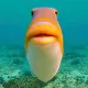 fish custom crosshair