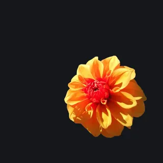 Flower :) orange custom crosshair