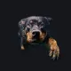 FunnyDog custom crosshair