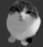 KITTYY white custom crosshair