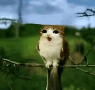 Meowl custom crosshair