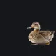 pato orange custom crosshair