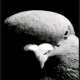 Pigeon rotation white custom crosshair