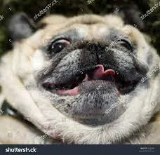 pug white custom crosshair