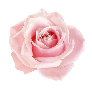 Rose white custom crosshair