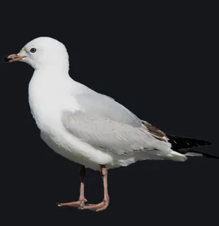 Seagull Crosshair