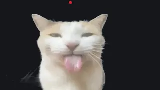 Silly Cat white custom crosshair