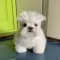 this dog is fucked up bruh custom crosshair