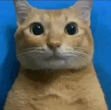 troll cat meme custom crosshair