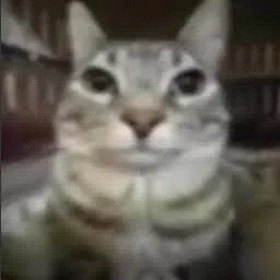cat mouse cursor