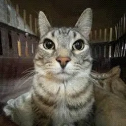cat mouse cursor